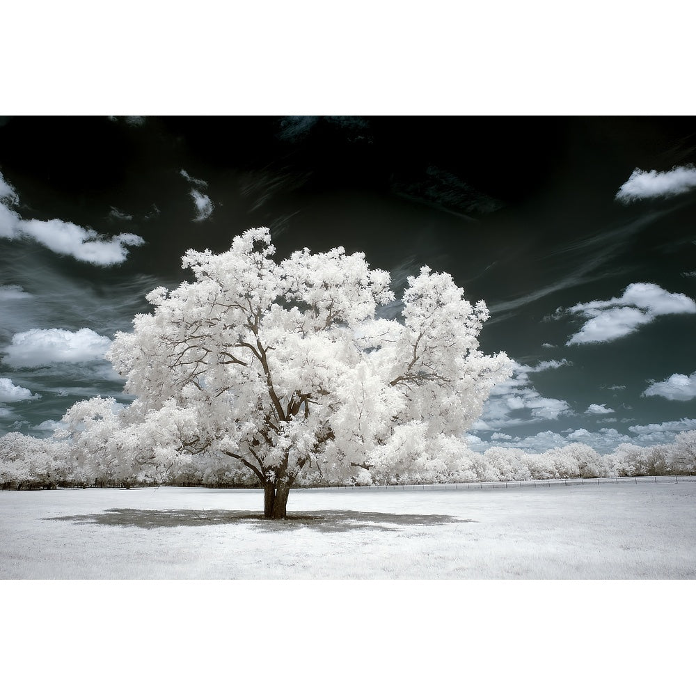 Infrared Photography