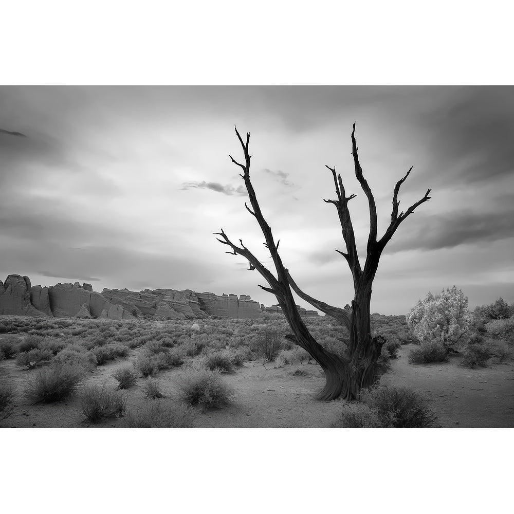 Desert Photography