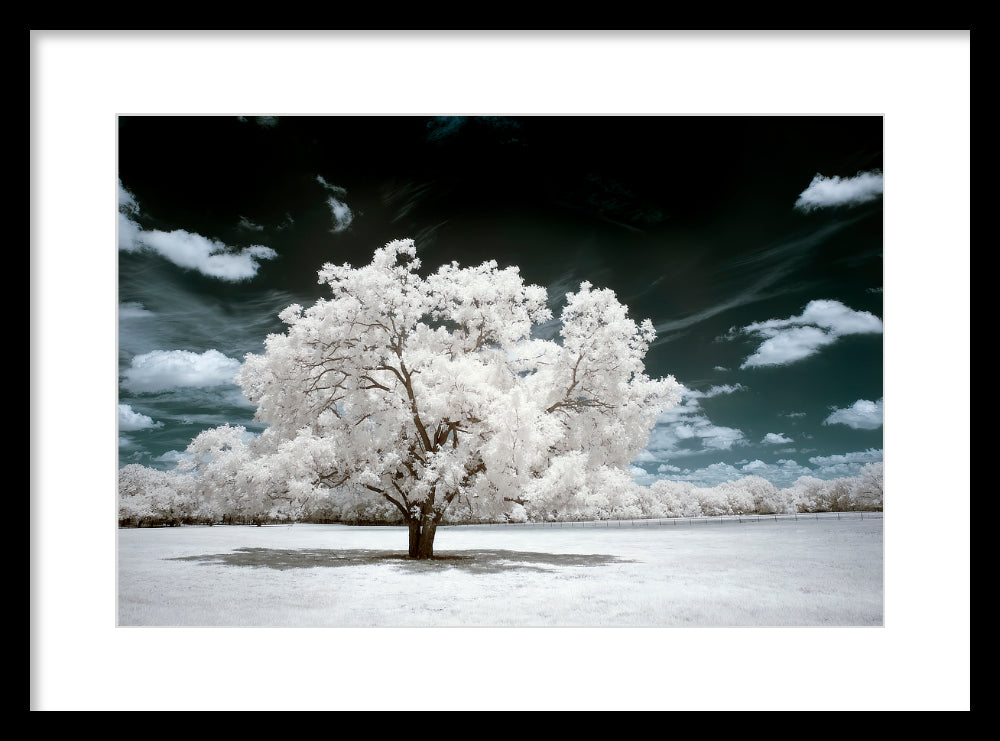 Texas Lone Tree — Infrared