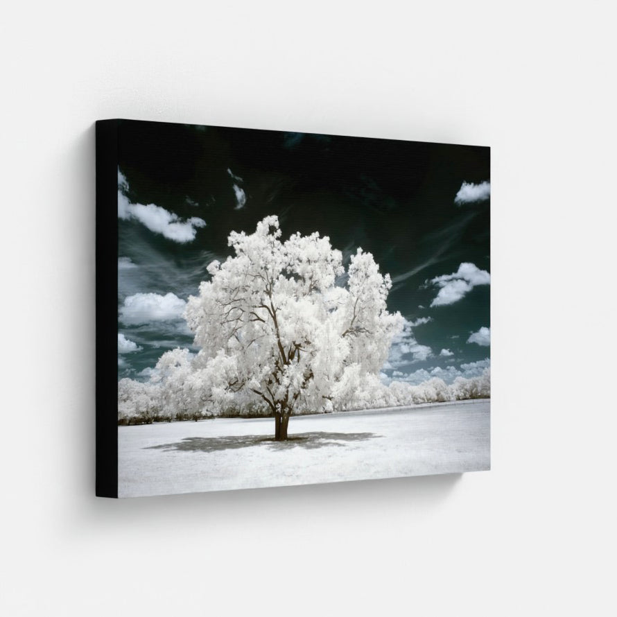 Texas Lone Tree — Infrared