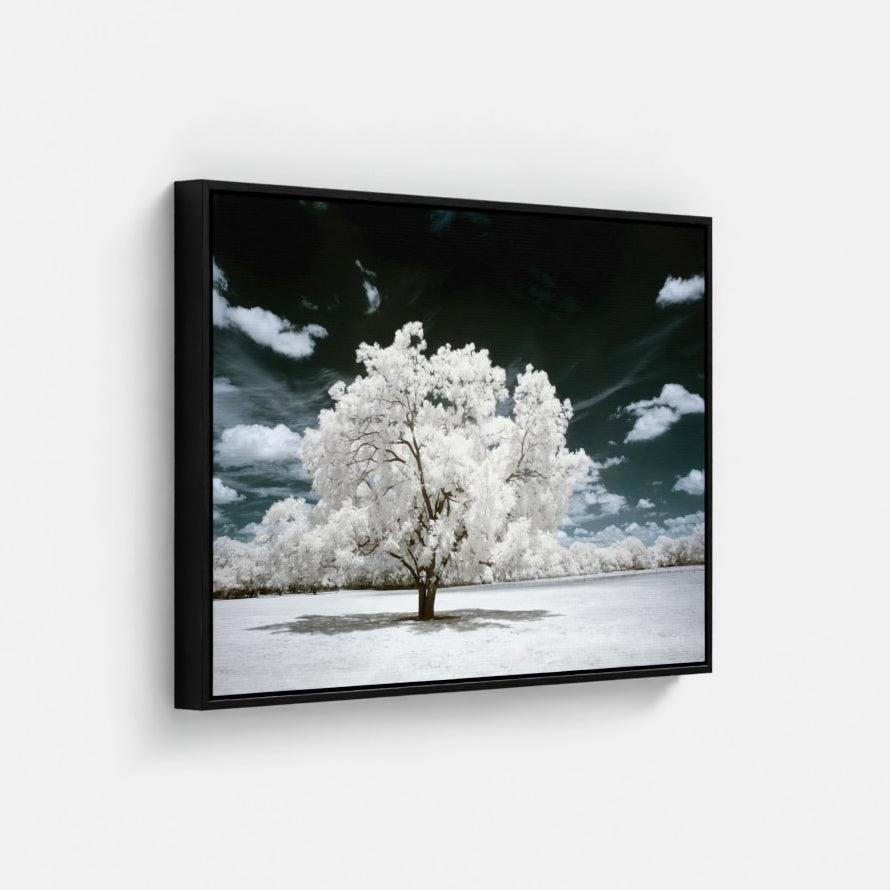 Texas Lone Tree — Infrared