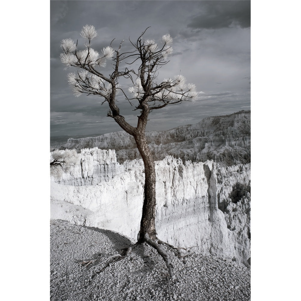 Lone Tree Canyon — Bryce Infrared Fine Art