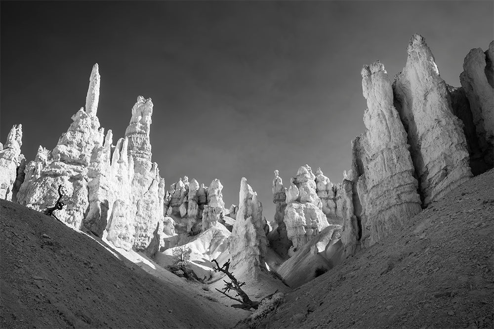 The Guarded Tree — Bryce Canyon Infrared