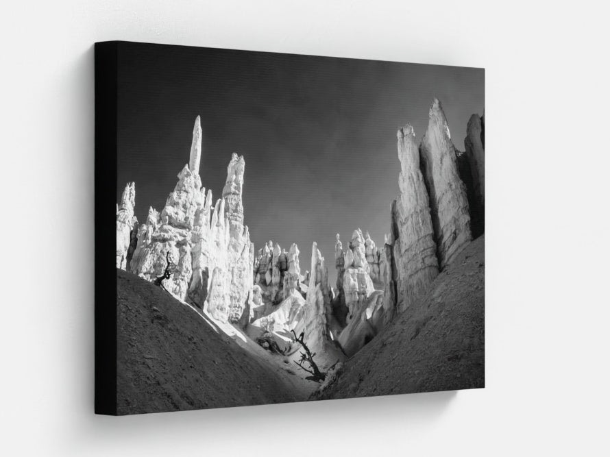The Guarded Tree — Bryce Canyon Infrared