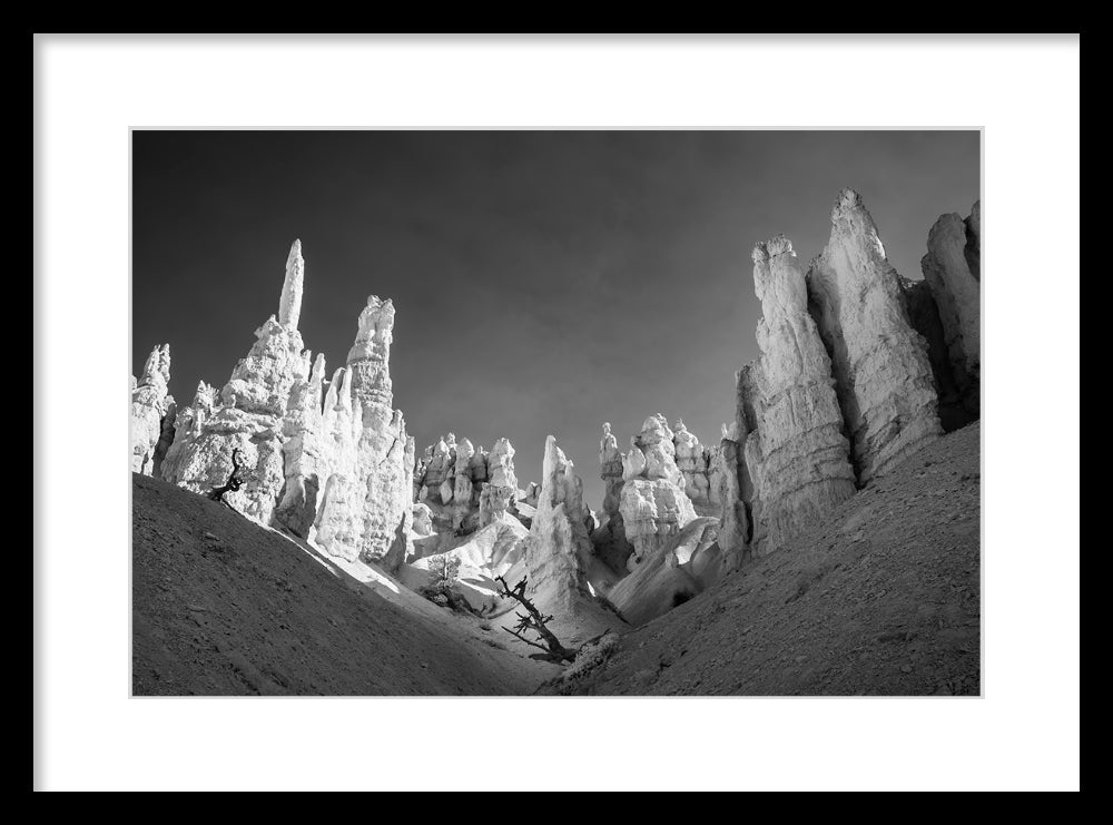 The Guarded Tree — Bryce Canyon Infrared