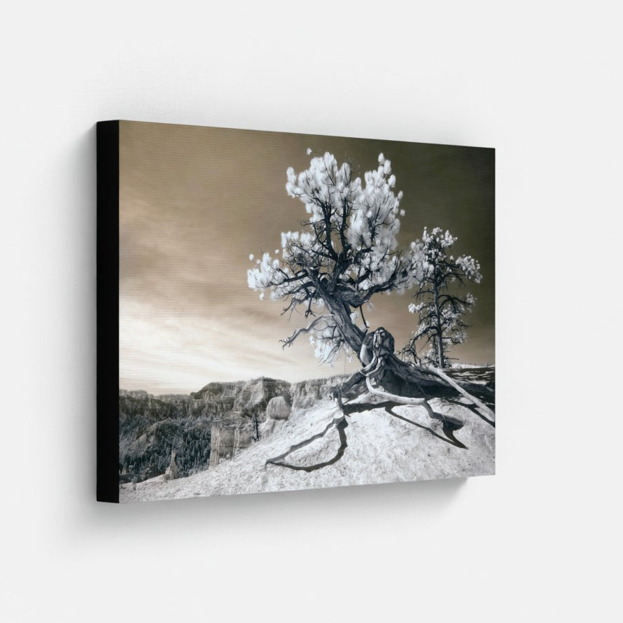Sculpture Tree — Bryce Canyon Infrared