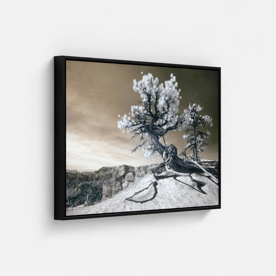 Sculpture Tree — Bryce Canyon Infrared