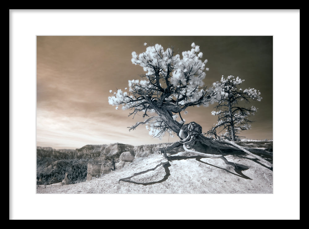 Sculpture Tree — Bryce Canyon Infrared