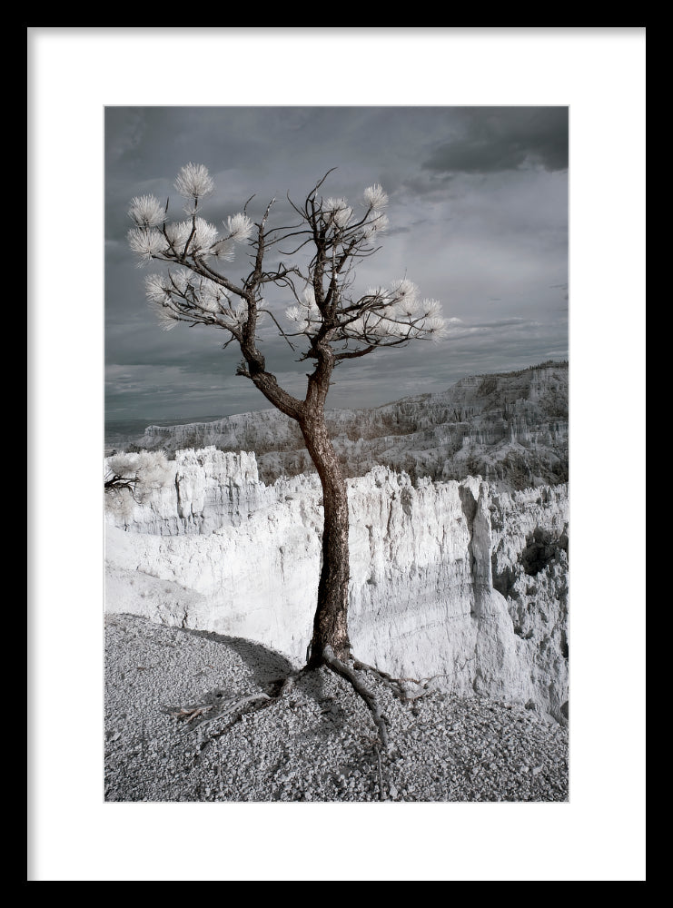 Lone Tree Canyon — Bryce Infrared Fine Art