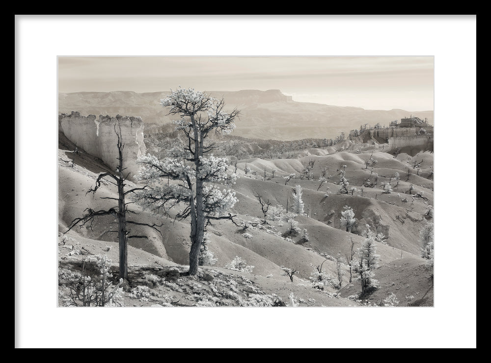 Valley of Light — Bryce Canyon Infrared